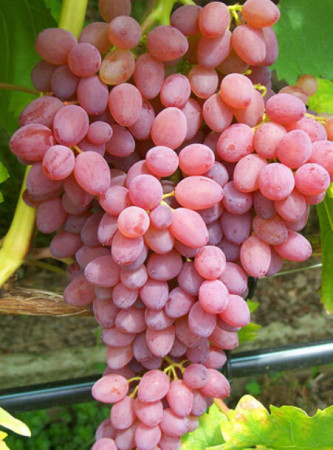 Winorośl 'Reliance' (bezpestkowa) | Vitis