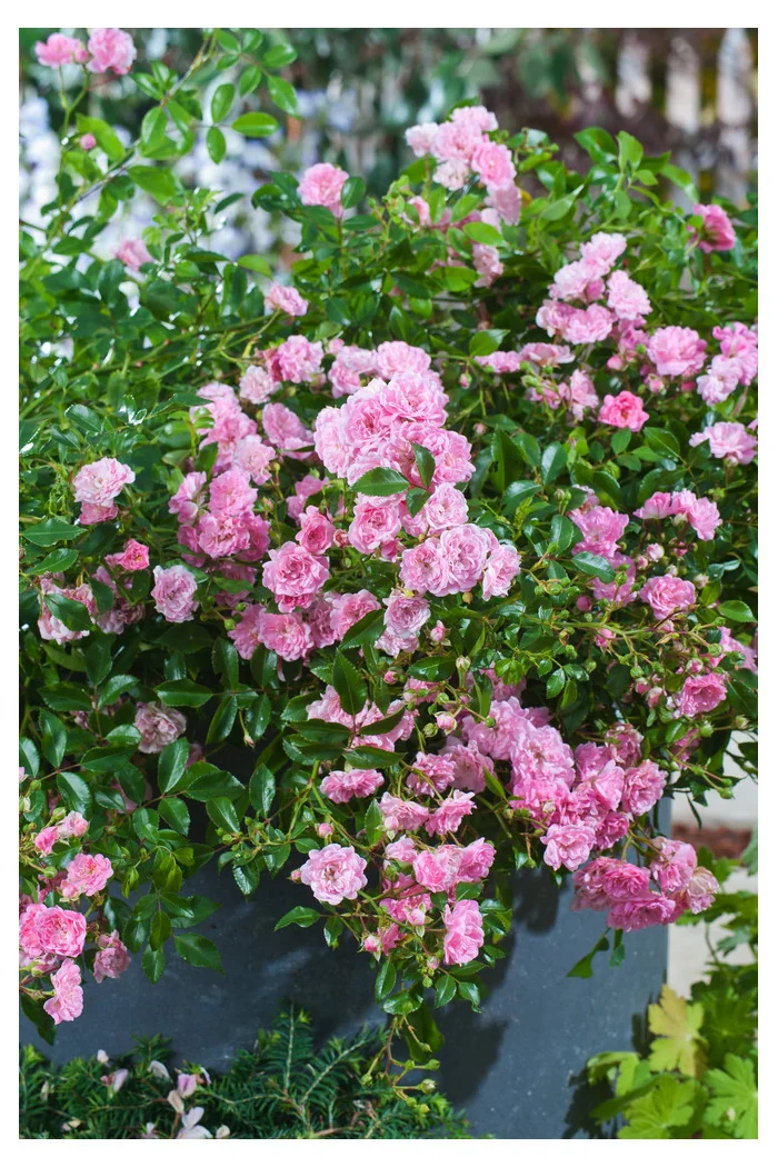 Róża pnąca różowa Rosa