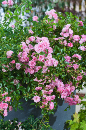 Róża pnąca różowa Rosa