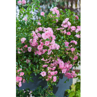 Róża pnąca różowa Rosa