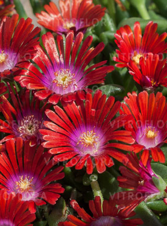 Słonecznica' wysokogórska czerwona Delosperma