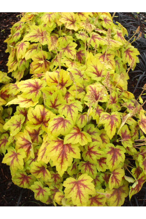 Żuraweczka Stoplight' | Heucherella