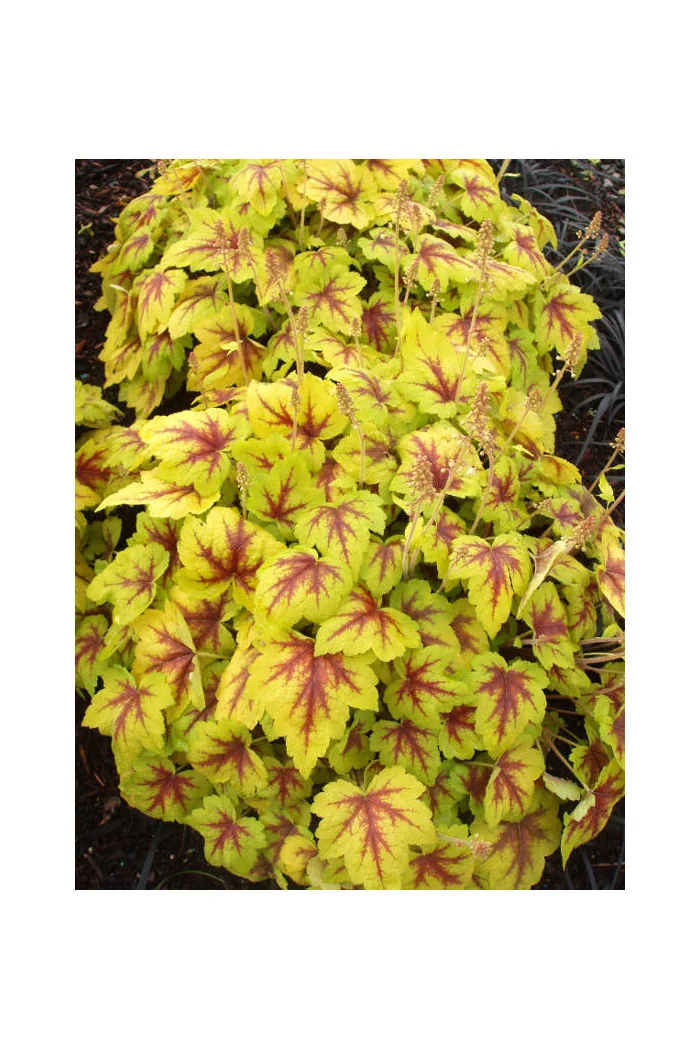 Żuraweczka Stoplight' | Heucherella