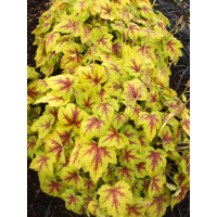 Żuraweczka Stoplight' | Heucherella