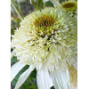 jeżówka, jeżówka White Double Delight ,echinacea, echinacea White Double Delight