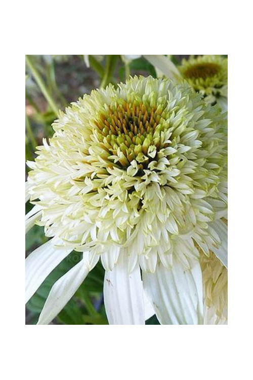 jeżówka, jeżówka White Double Delight ,echinacea, echinacea White Double Delight