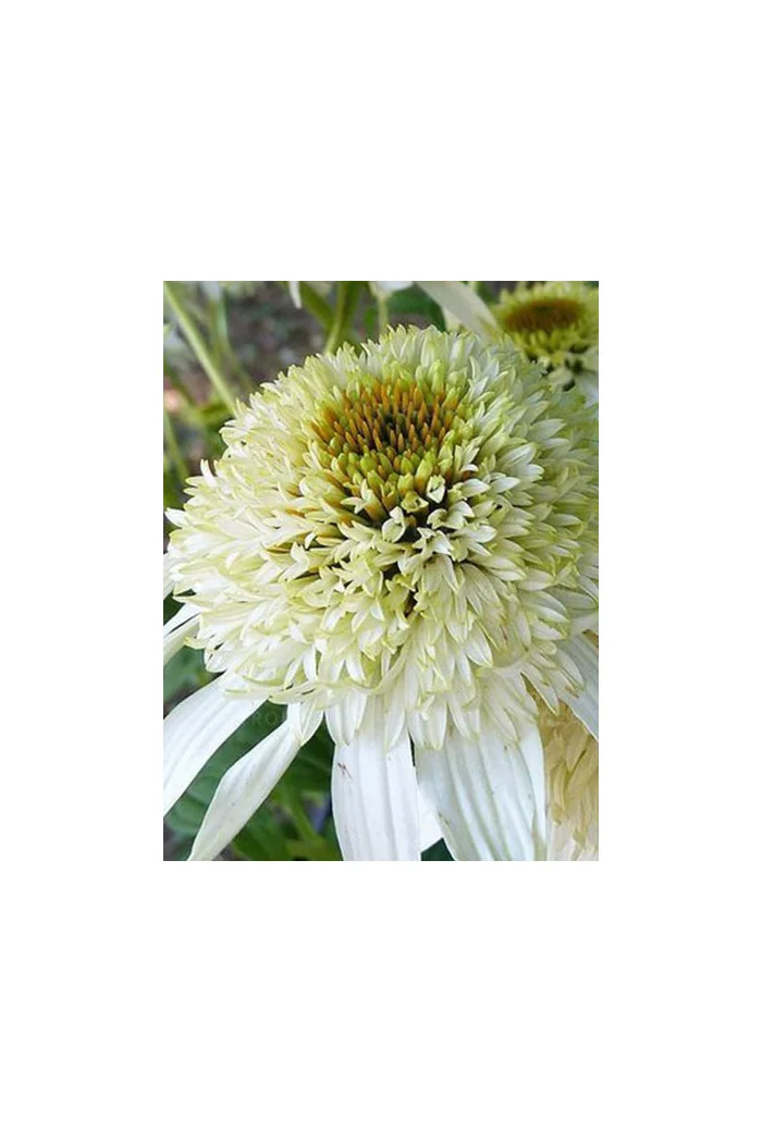 jeżówka, jeżówka White Double Delight ,echinacea, echinacea White Double Delight