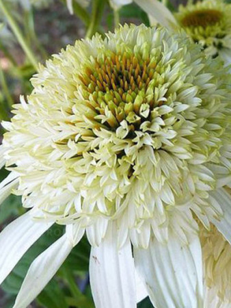jeżówka, jeżówka White Double Delight ,echinacea, echinacea White Double Delight