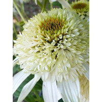 jeżówka, jeżówka White Double Delight ,echinacea, echinacea White Double Delight