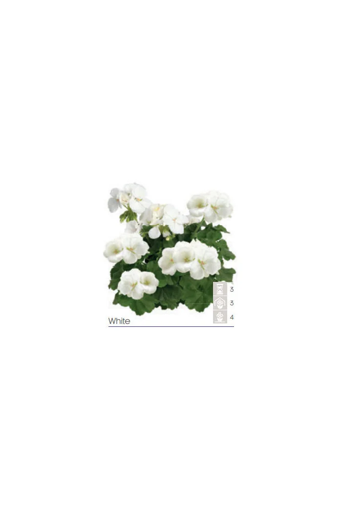 Pelargonia Calioppe 'White'