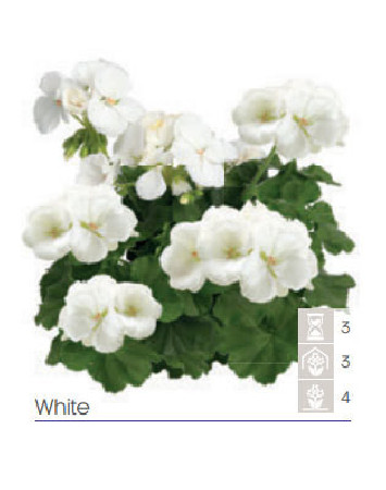 Pelargonia Calioppe 'White'