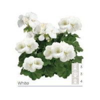 Pelargonia Calioppe 'White'
