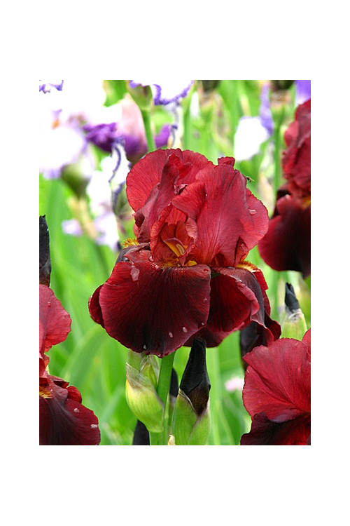 kosaciec, kosaciec amerykański, irys, iris, Kosaciec (Irys) amerykański 'Confetti'