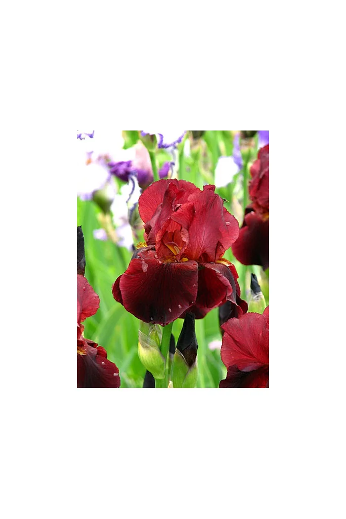 kosaciec, kosaciec amerykański, irys, iris, Kosaciec (Irys) amerykański 'Confetti'