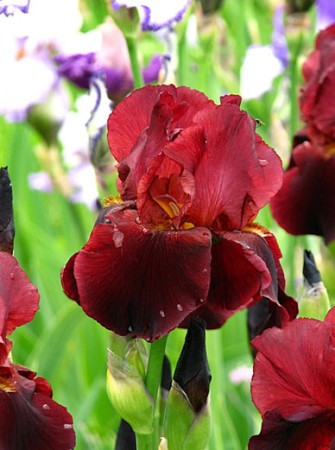 kosaciec, kosaciec amerykański, irys, iris, Kosaciec (Irys) amerykański 'Confetti'