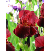 kosaciec, kosaciec amerykański, irys, iris, Kosaciec (Irys) amerykański 'Confetti'