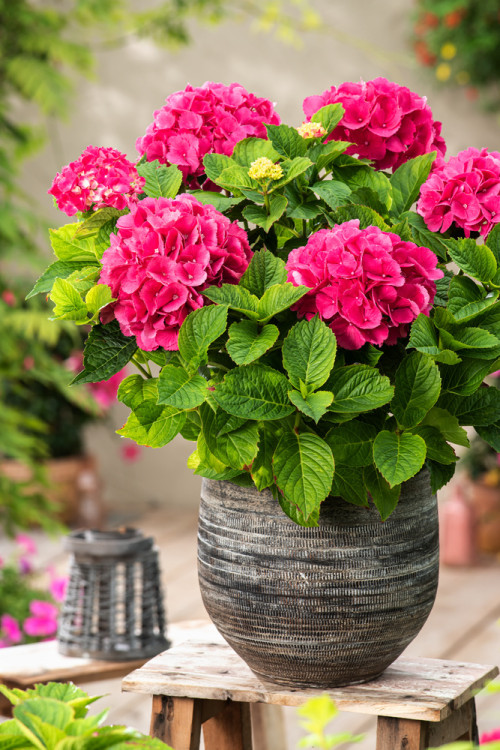 Hortensja ogrodowa 'Hot Red' | Hydrangea macrophylla