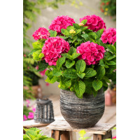 Hortensja ogrodowa 'Hot Red' | Hydrangea macrophylla