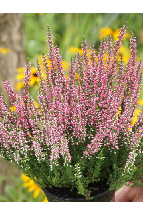 Wrzos 'Atena' Calluna vulgaris