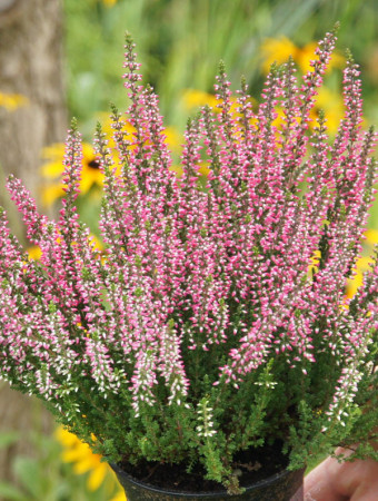 Wrzos 'Atena' Calluna vulgaris