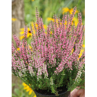 Wrzos 'Atena' Calluna vulgaris