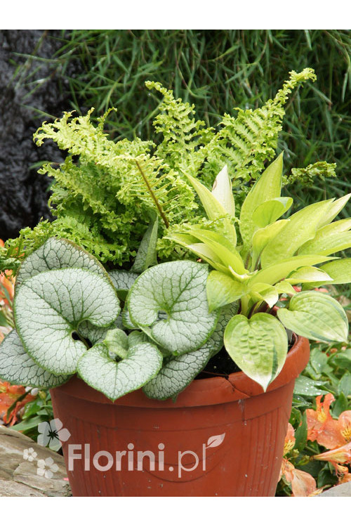 Zestaw nr 9 - królowe cienia