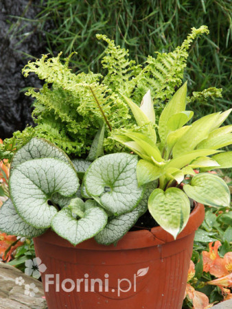 Zestaw nr 9 - królowe cienia