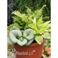 Zestaw nr 9 - królowe cienia