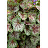 Żurawka 'Green Spice' Heuchera
