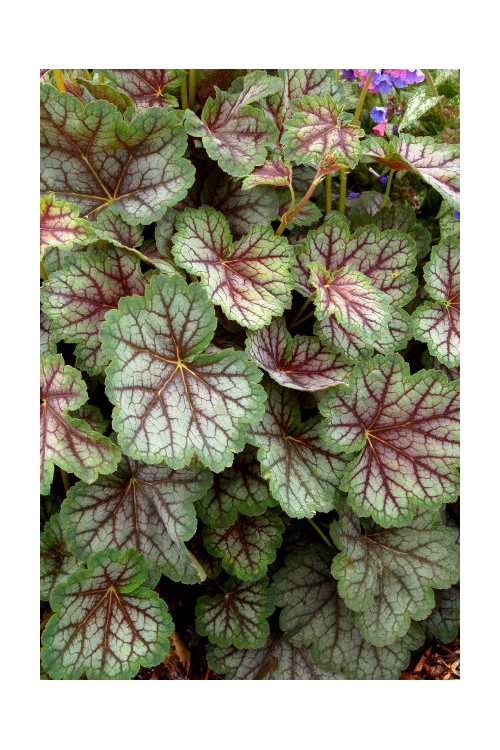 Żurawka 'Green Spice' Heuchera