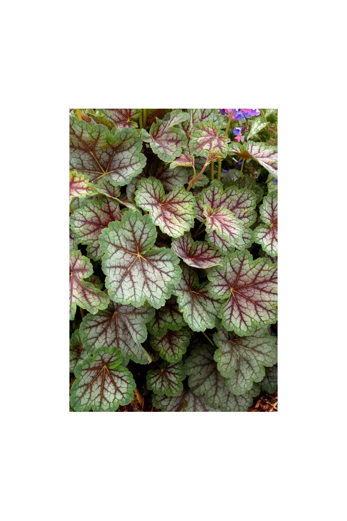 Żurawka 'Green Spice' Heuchera