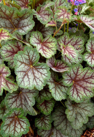 Żurawka 'Green Spice' Heuchera