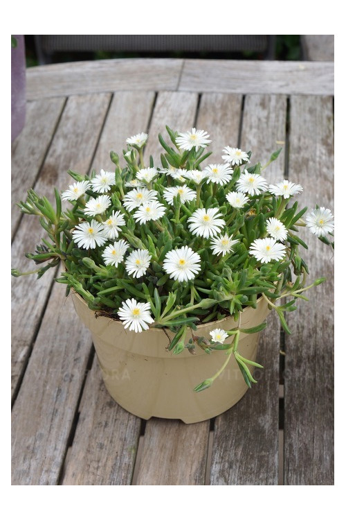 Słonecznica ' Jewel of Desert Moon Stone' | Delosperma