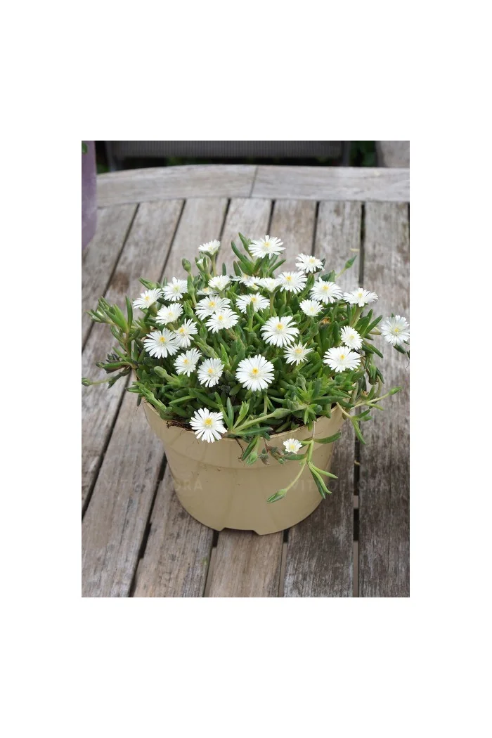 Słonecznica ' Jewel of Desert Moon Stone' | Delosperma