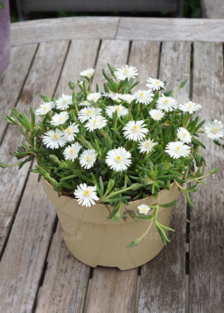 Słonecznica ' Jewel of Desert Moon Stone' | Delosperma