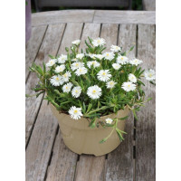 Słonecznica ' Jewel of Desert Moon Stone' | Delosperma