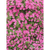 Supertunia MINI Vista 'Hot Pink'
