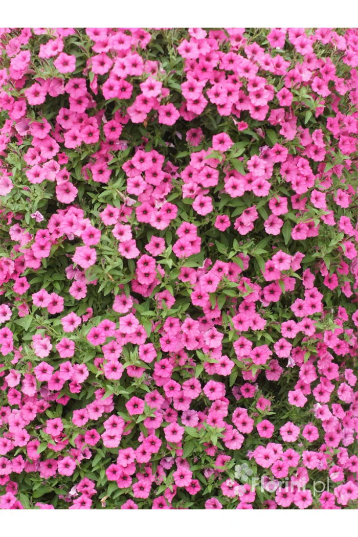 Supertunia MINI Vista 'Hot Pink'
