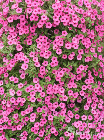 Supertunia MINI Vista 'Hot Pink'