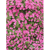 Supertunia MINI Vista 'Hot Pink'