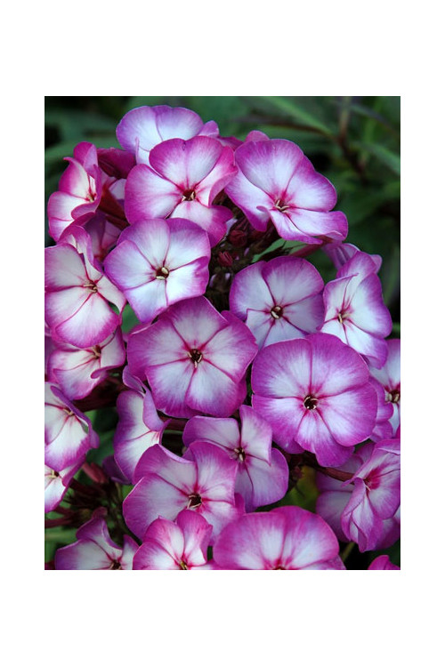 Floks wiechowaty 'Fantasy' | Phlox panniculata