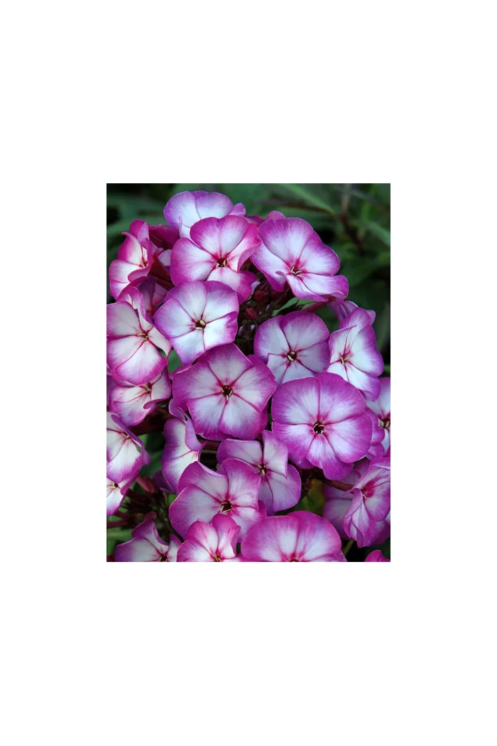 Floks wiechowaty 'Fantasy' | Phlox panniculata