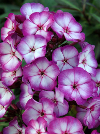 Floks wiechowaty 'Fantasy' | Phlox panniculata