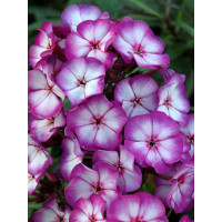 Floks wiechowaty 'Fantasy' | Phlox panniculata