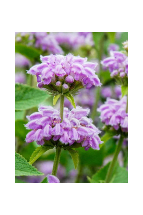 Żeleźniak kaszmirski Phlomis cashmeriana