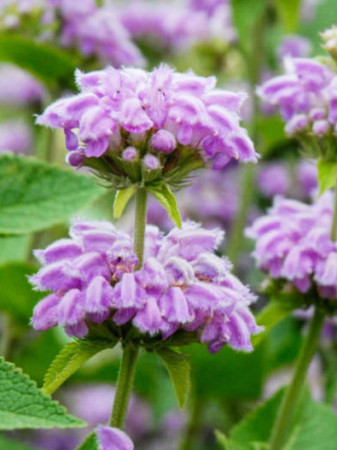 Żeleźniak kaszmirski Phlomis cashmeriana