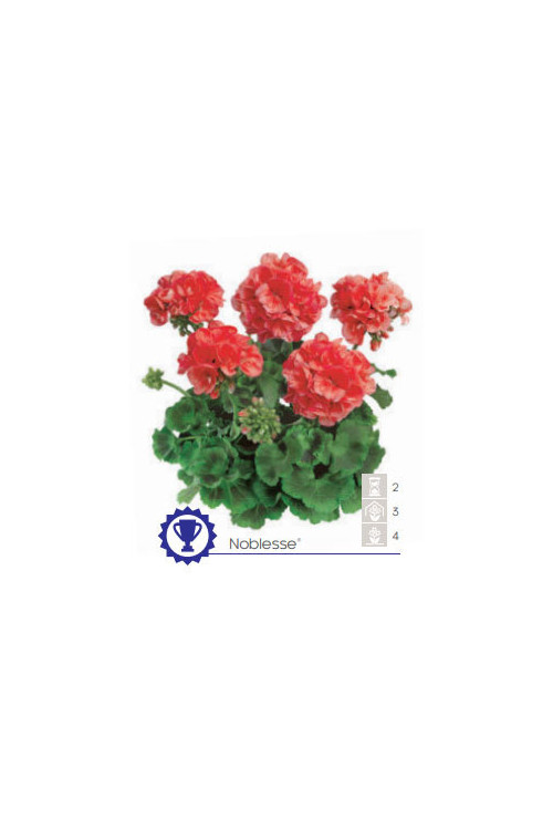 Pelargonia rabatowa 'Noblesse' div class'lat' Pelargonium zonale /div