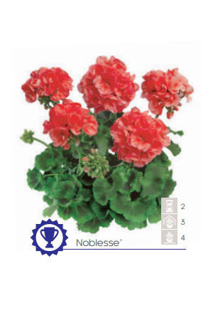Pelargonia rabatowa 'Noblesse' div class'lat' Pelargonium zonale /div