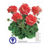 Pelargonia rabatowa 'Noblesse' div class'lat' Pelargonium zonale /div