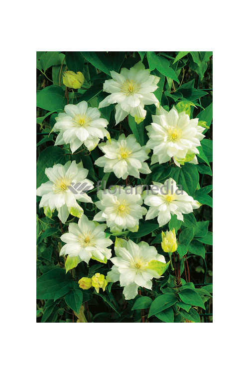 Powojnik 'Duchess of Edinburgh' |Clematis